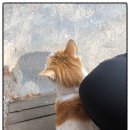 어강동물병원