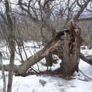 행운목장 이미지