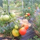 스마트농원 이미지