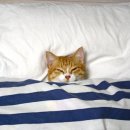 에스비;짐 이미지