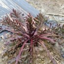 보두농장 이미지