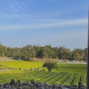 서귀고양이 이미지