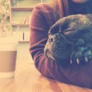 퍼펫 애견카페 이미지