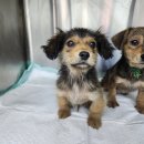 광주TNR동물병원(초월) 이미지