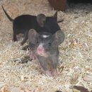 로던트 클럽 이미지