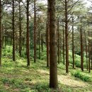 소나무숲 이미지