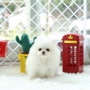 화이트포메라니안 이미지