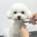 원애견샵 | 대구애견미용학원 비용 국비 가격 비교 직장인 야간주말반 수업 후기