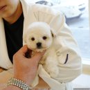 강아지분양 퍼피베이비 이미지