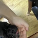 뭉치동물약국 이미지