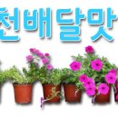 7번가왕족발 이미지