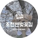 상하수도사업소 | [조치원 벚꽃]조천변 벚꽃축제 후기/천안근교/애견동반/주차/개화상황(4.4일요일방문)