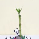 반려식물 원예화분 공예 이미지