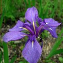 아이리스(iris)
