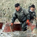 가래치기 이미지