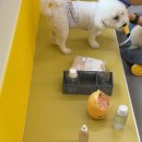 옐레드 애견유치원&애견호텔 대구신월성점 이미지