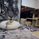 쿤이수염 이미지