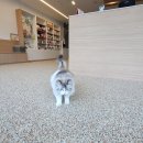 이영수 고양이 병원 | [병원 리뷰] 인천 최초 고양이 전문병원, 이영수 고양이병원 후기