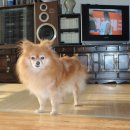 명륜동-11 이미지