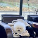 아라애견 - 중구 중앙길 74 | 아라애견