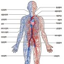 ﻿뇌 腦 .모세혈관 (毛細血管) 이미지