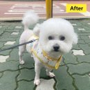 꽃보다 Dog | 꽃보다 Dog 부평 애견미용 추천 꽃보다도그 비숑미용후기