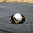 거리농장 이미지