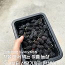 GS25원주만종점 | 원주 6월 가볼만한곳 누구네 오디농장 오디따기 체험 후기