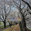 24년 4월 5일 식목일 안양천 벚꽃길~^^ 이미지