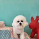 개똥이 애견샵 | 풍암동애견미용 비숑미용 후기 귀툭튀 가위컷 대만족 후기