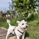 올리스 펫 호텔 이미지