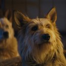 도그맨 | 대한항공 비즈니스석에서 만난 기내영화 뤽 베송 감독 도그맨 후기 (스포 있음)