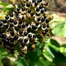 산마늘펜션 이미지