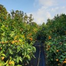 준이네농장 이미지