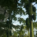 가온농장2 이미지