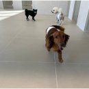 대구애견호텔 애견유치원 모여라솜뭉치 본점 이미지