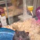 몬스타주 이미지