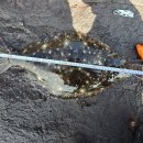 862 | NS 다크호스2 인쇼어 862ML 사용후기 [가성비 끝장 인쇼어대]