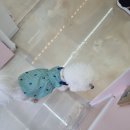 멍뭉펫살롱 이미지