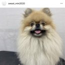 스윗하개 이미지