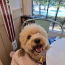 와글와글댕댕 | 청주 용암동 애견카페 와글와글댕댕 늦게까지하는 신상 애견카페 체험 후기