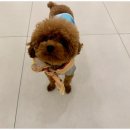 일산애견호텔 강아지유치원 맘바이일산점 이미지