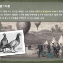 비둘기 우편 (Pigeon post) 이미지