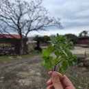 제주도예촌 | [무작정 도보 제주한바퀴] 한국인의 '정'을 느끼다.