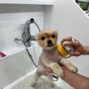 버블독스원주