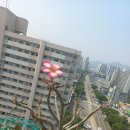 사막에 장미