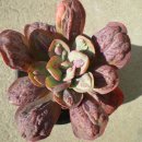 메르디안 이미지