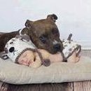 견우동물병원 이미지