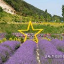(주)동해관광 | 동해 라벤더 축제 무릉별유천지 - 라벤다 향기 가득! 태군노래자랑·버블쇼