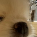 퍼피스토리 이미지